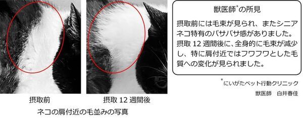 池田糖化工業が「QOL納豆菌(R)」にネコの毛並み／便臭の改善効果があることを発表