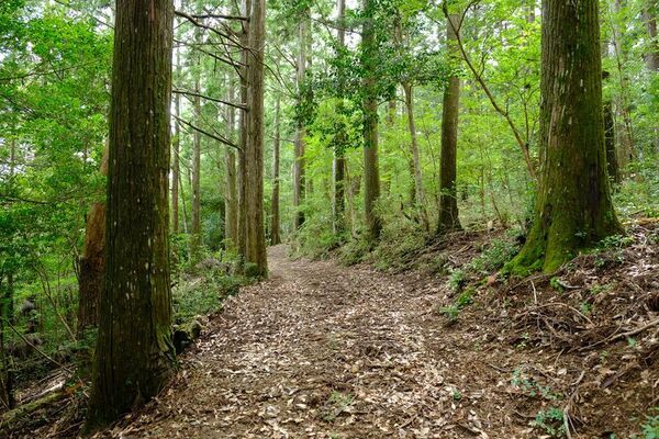 徳島の自伐林家、橋本 光治さんの人生と森作りの極意をまとめた本「生きる森　―時代を超える橋本家の木育て―(仮題)」を出版　3月6日にクラウドファンディングを開始