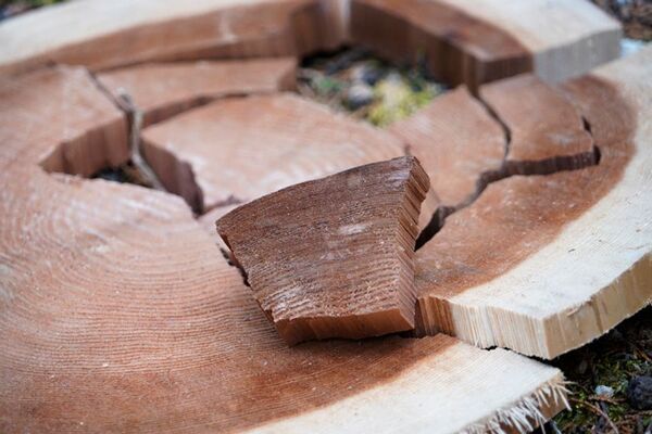 徳島の自伐林家、橋本 光治さんの人生と森作りの極意をまとめた本「生きる森　―時代を超える橋本家の木育て―(仮題)」を出版　3月6日にクラウドファンディングを開始