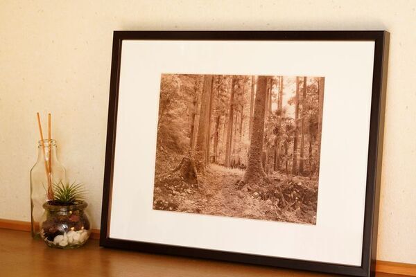 徳島の自伐林家、橋本 光治さんの人生と森作りの極意をまとめた本「生きる森　―時代を超える橋本家の木育て―(仮題)」を出版　3月6日にクラウドファンディングを開始