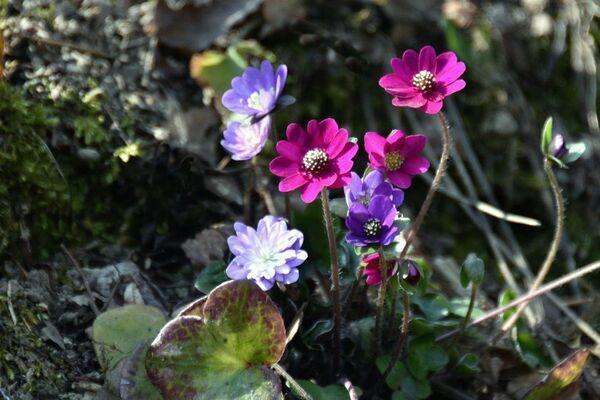 早春の長岡を楽しむ「えちご雪割草街道2025スタンプラリー」2025年3月8日(土)～4月13日(日)に開催！