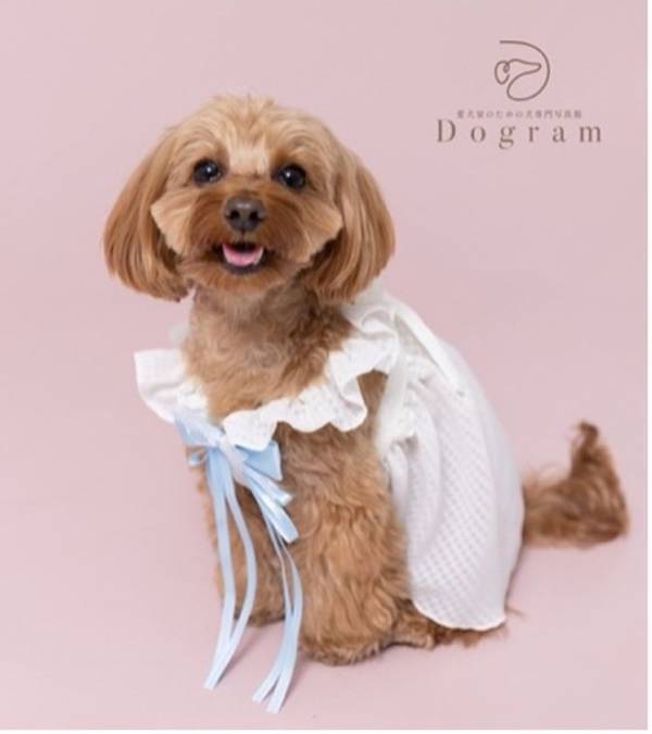 愛犬家のための犬専門写真館Dogramとペット用CBDオイルブランド Just Relaxがコラボ！4月3日より開催の「第14回インターペット」に出展