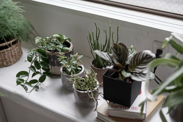 家具と植物が織りなす新発想EC『tiflo』オープン！暮らしを彩る新たなオンライン体験を提供