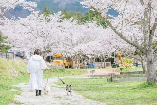 愛犬と楽しむお花見ピクニック、3月30日に大阪で開催　棚原写真事務所の5周年大感謝祭イベント