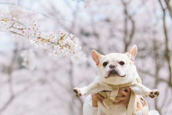 愛犬と楽しむお花見ピクニック、3月30日に大阪で開催　棚原写真事務所の5周年大感謝祭イベント