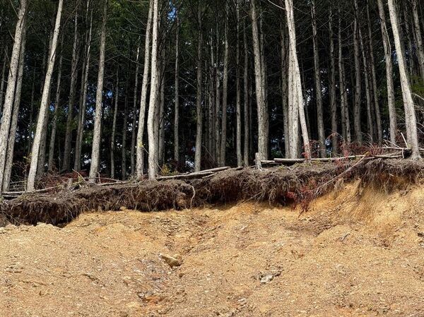 クスベ産業、直根苗(ちょっこんなえ)を活用した森林再生事業を本格始動　～自然の力を活かした新工法による防災・減災～