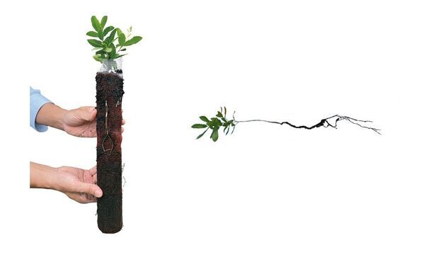 クスベ産業、直根苗(ちょっこんなえ)を活用した森林再生事業を本格始動　～自然の力を活かした新工法による防災・減災～