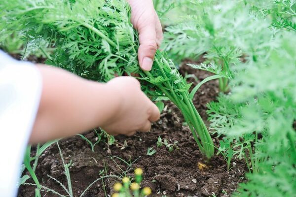 八ヶ岳の自然・暮らし・食を体験できる春限定アクティビティ　一棟貸しの宿 アグリツーリズモ ユタカに3/24から新プラン登場