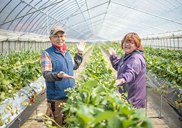 鳥取県のヨーグルト専門店「三朝ヨーグルト」が罪悪感のないご褒美スイーツヨーグルト「まるでショートケーキの苺と生クリームのヨーグルト」を発売！