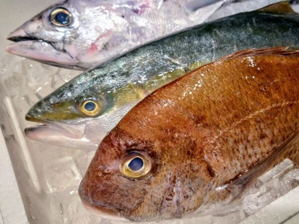 漁港直送のうまい魚、大集合！年1回の淡路市水産祭を2025年3月22日(土)に開催