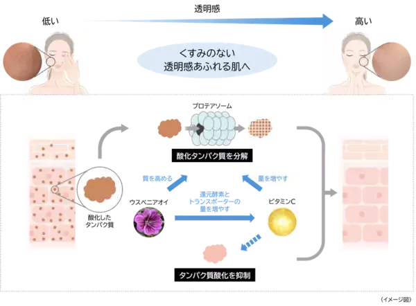「ウスベニアオイ」「ビタミンC」「ビタミンE」にプロテアソームのはたらきおよび抗酸化作用を高める効果を発見