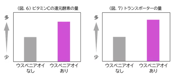 「ウスベニアオイ」「ビタミンC」「ビタミンE」にプロテアソームのはたらきおよび抗酸化作用を高める効果を発見
