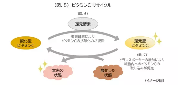 「ウスベニアオイ」「ビタミンC」「ビタミンE」にプロテアソームのはたらきおよび抗酸化作用を高める効果を発見