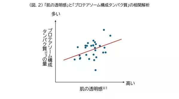 「ウスベニアオイ」「ビタミンC」「ビタミンE」にプロテアソームのはたらきおよび抗酸化作用を高める効果を発見