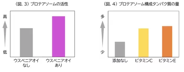 「ウスベニアオイ」「ビタミンC」「ビタミンE」にプロテアソームのはたらきおよび抗酸化作用を高める効果を発見