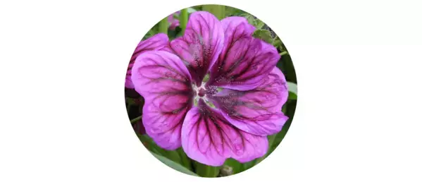 「ウスベニアオイ」「ビタミンC」「ビタミンE」にプロテアソームのはたらきおよび抗酸化作用を高める効果を発見