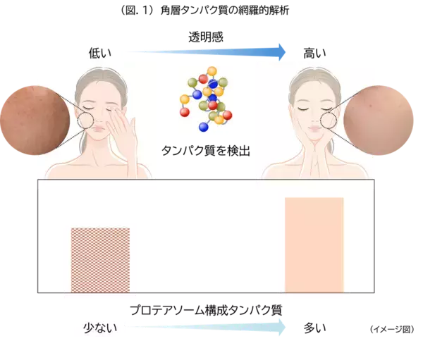 「ウスベニアオイ」「ビタミンC」「ビタミンE」にプロテアソームのはたらきおよび抗酸化作用を高める効果を発見