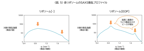 「アシルセラミド」が「多重層リポソーム」の膜構造を強化し安定化させることを発見