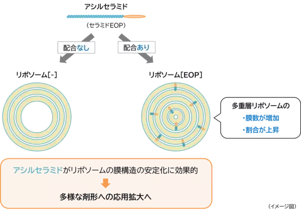 「アシルセラミド」が「多重層リポソーム」の膜構造を強化し安定化させることを発見
