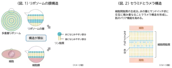 「アシルセラミド」が「多重層リポソーム」の膜構造を強化し安定化させることを発見