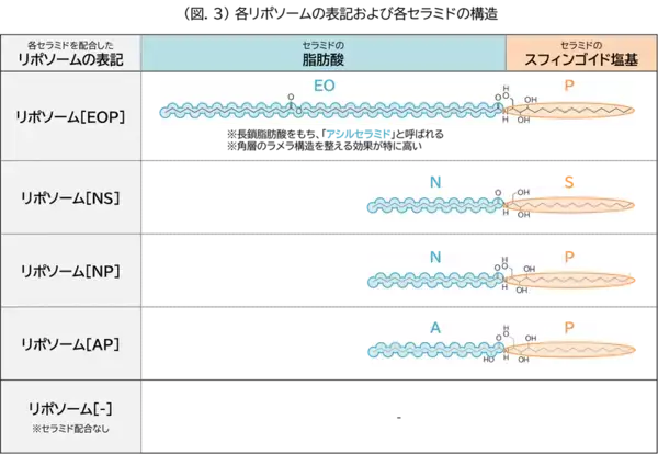 「アシルセラミド」が「多重層リポソーム」の膜構造を強化し安定化させることを発見