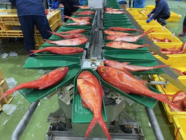 「銚子漁港」を特集したメディア向け動画素材を3月21日より公開！【Pick Up CHIBA (4)】全国屈指の水揚げ量を誇る銚子漁港をチーバくんがご紹介