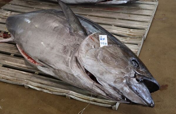 「銚子漁港」を特集したメディア向け動画素材を3月21日より公開！【Pick Up CHIBA (4)】全国屈指の水揚げ量を誇る銚子漁港をチーバくんがご紹介