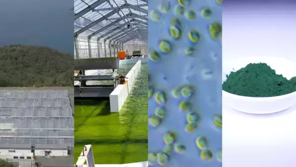 アルガルバイオ、イービス藻類産業研究所の経営権を取得　EPA高含有ナンノクロロプシス事業を統合