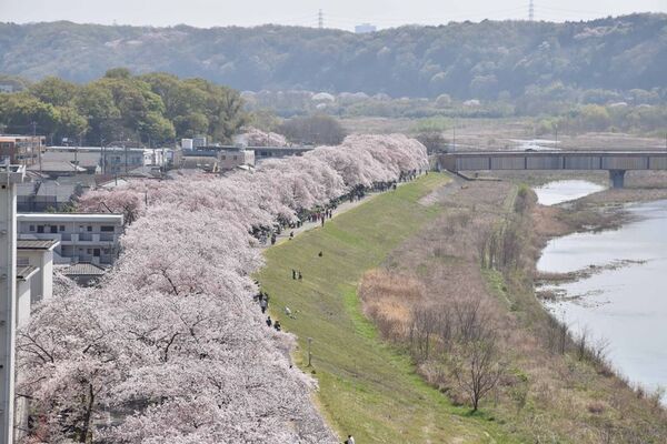～今年も福生の桜が春を彩る！今年はメインイベントの会場を変更して開催～　「第42回ふっさ桜まつり」を開催しています！
