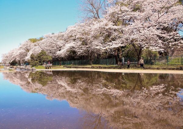 ～今年も福生の桜が春を彩る！今年はメインイベントの会場を変更して開催～　「第42回ふっさ桜まつり」を開催しています！