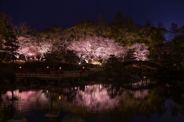 水面に映る幻想的な夜桜　しあわせの村日本庭園　桜のライトアップ開催