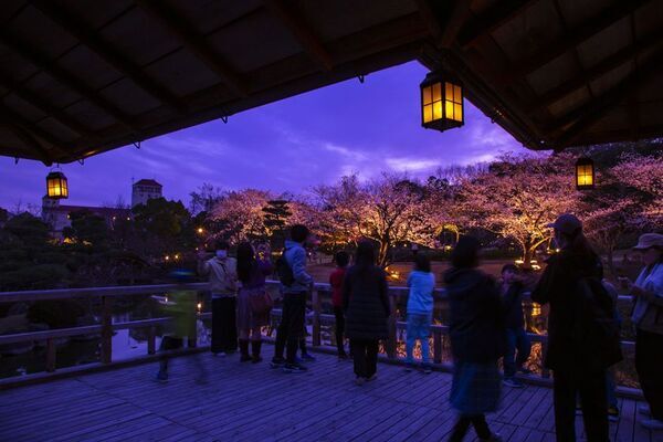 水面に映る幻想的な夜桜　しあわせの村日本庭園　桜のライトアップ開催