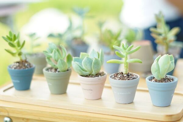 観葉植物やナチュラル雑貨・ヴィーガンスイーツを取り扱うBe greenside　グリーンウェルネスを提案するお店が埼玉に4月12日オープン