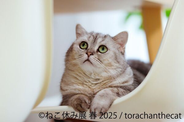 10周年のねこ休み展、名古屋で2年ぶりの春開催♪春らしい癒しの展示作品はオール新作！5/3(土)～開催