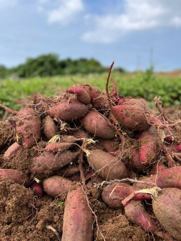 紅芋スイーツの新定番！？沖縄生まれの“紅いヤツ”が、想いをのせて全国のオヤツタイムに登場！