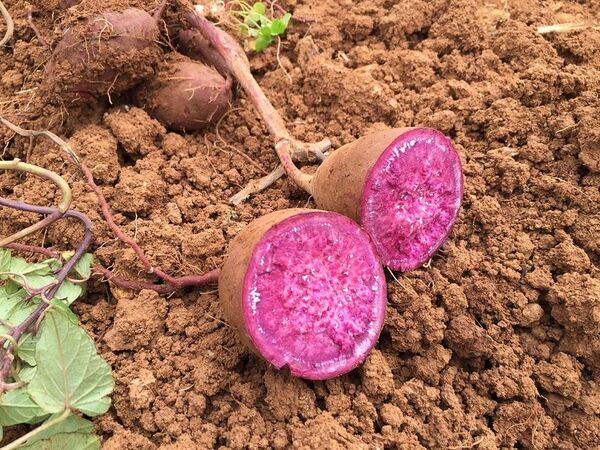 紅芋スイーツの新定番！？沖縄生まれの“紅いヤツ”が、想いをのせて全国のオヤツタイムに登場！