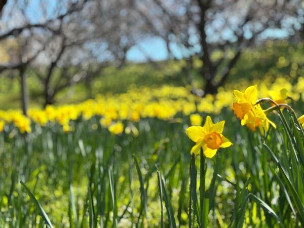 静岡・浜名湖周辺の花の名所や観光名所を楽しむ「浜名湖花フェスタ2025」3月20日開幕！
