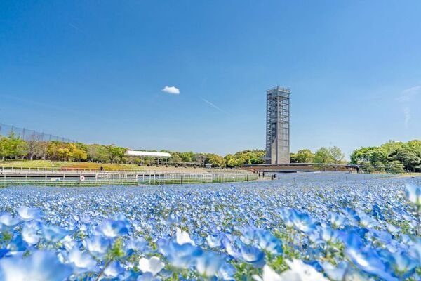 静岡・浜名湖周辺の花の名所や観光名所を楽しむ「浜名湖花フェスタ2025」3月20日開幕！