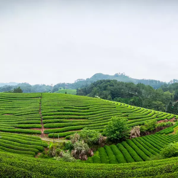 A.S.F.OUTDOOR×霖本真　お茶の本場、福建省 武夷山産の希少な高級紅茶「大紅袍 ダァホンバオ」を販売開始