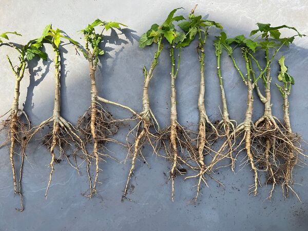 手漉き和紙の原料トロロアオイが自然派の増粘剤に！トロロアオイ万能ソース「かみのとろ」数量限定発売！