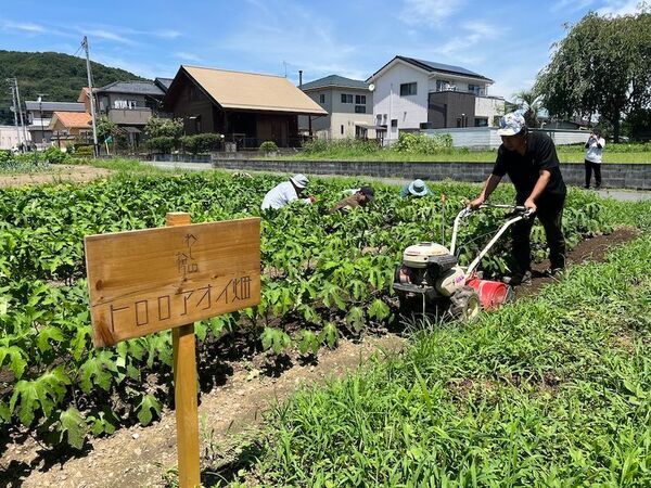 手漉き和紙の原料トロロアオイが自然派の増粘剤に！トロロアオイ万能ソース「かみのとろ」数量限定発売！