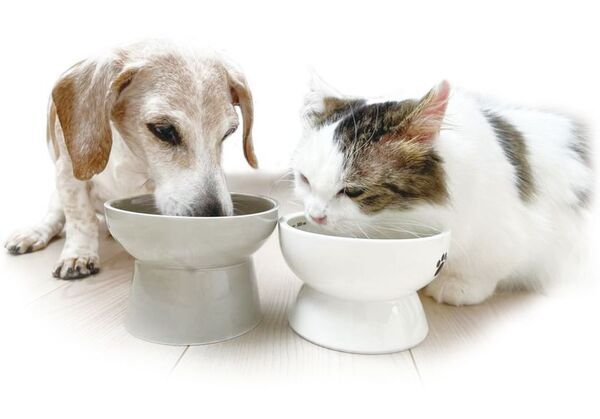 犬猫の【肝臓・関節・脳・免疫】をトータルサポート獣医師推奨のサミーサプリメントに「錠剤タイプ」が新登場