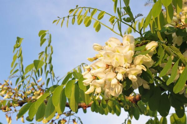 犬猫の【肝臓・関節・脳・免疫】をトータルサポート獣医師推奨のサミーサプリメントに「錠剤タイプ」が新登場