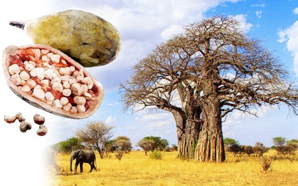 “生命の木”バオバブのオイル配合の美容オイル／ネイルオイル　さらに洗練されたリニューアル商品を4月10日販売