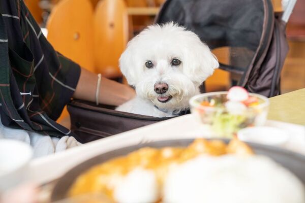 わんちゃんと入園できる「WORLDog!ふれんどりー」1周年記念