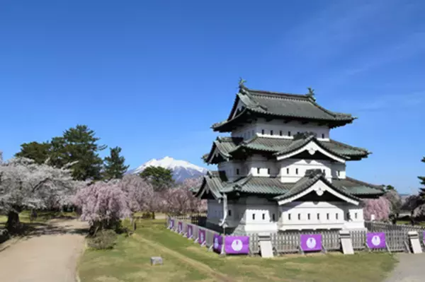 「弘前さくらまつり」2025年4月16日～5月5日開催　桜と弘前城天守と岩木山を一緒に見る春の景色は今年で最後