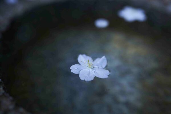 本物の総本山で心を整え、魂を磨き、利他の心を得る　総本山 仁和寺　年に一度の、美と幸福を得るひととき「JAXURY　茶会×本物を知る寺子屋2025」を開催　2025年3月30日(日)於：総本山仁和寺(京都)