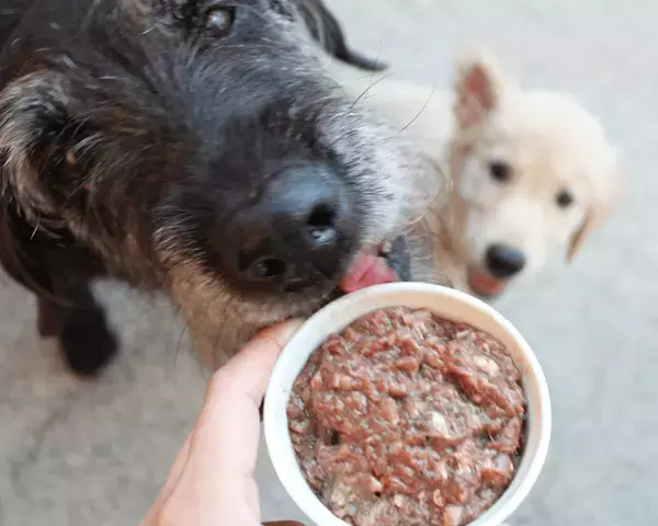 SNSで話題の「HUGBOX」インターペット2025に初出展！愛犬の健康を支える生食ブレンドフードをお届けします