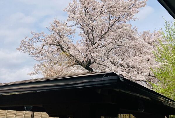 ＼さくら満開フェア開催／3月26日は、お風呂の日！！お風呂もご飯も桜満載！！山梨県　森のなかの温泉 なんぶの湯