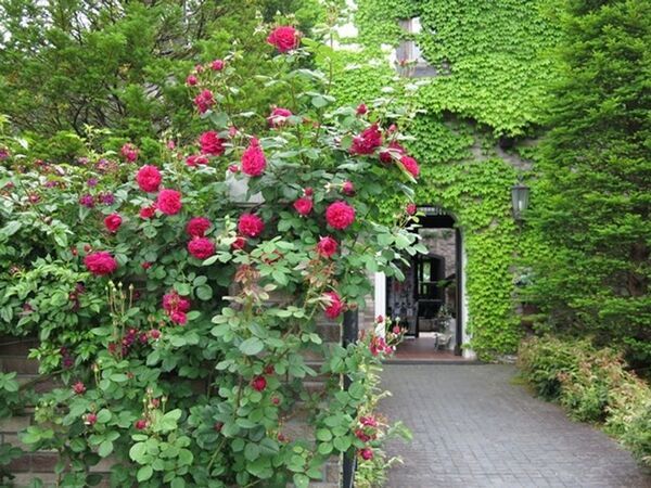 「軽井沢レイクガーデン」の2025年度の開園期間は4月18日(金)から11月3日(月・祝)まで　約400種類のイングリッシュローズなどが楽しめる！